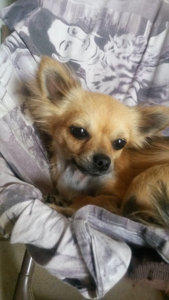 Les Chihuahua de l'affixe Des P'tits Bouts D'Entrain