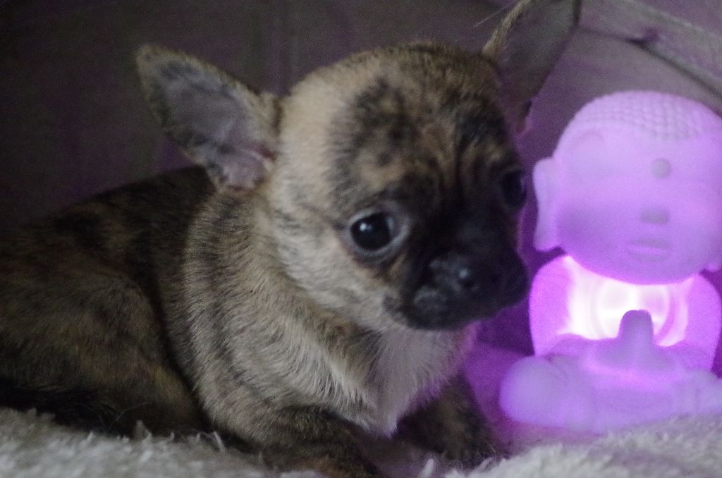 Des P'tits Bouts D'Entrain - Chiot disponible  - Chihuahua
