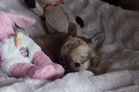Des P'tits Bouts D'Entrain - Chihuahua - Portée née le 15/05/2020