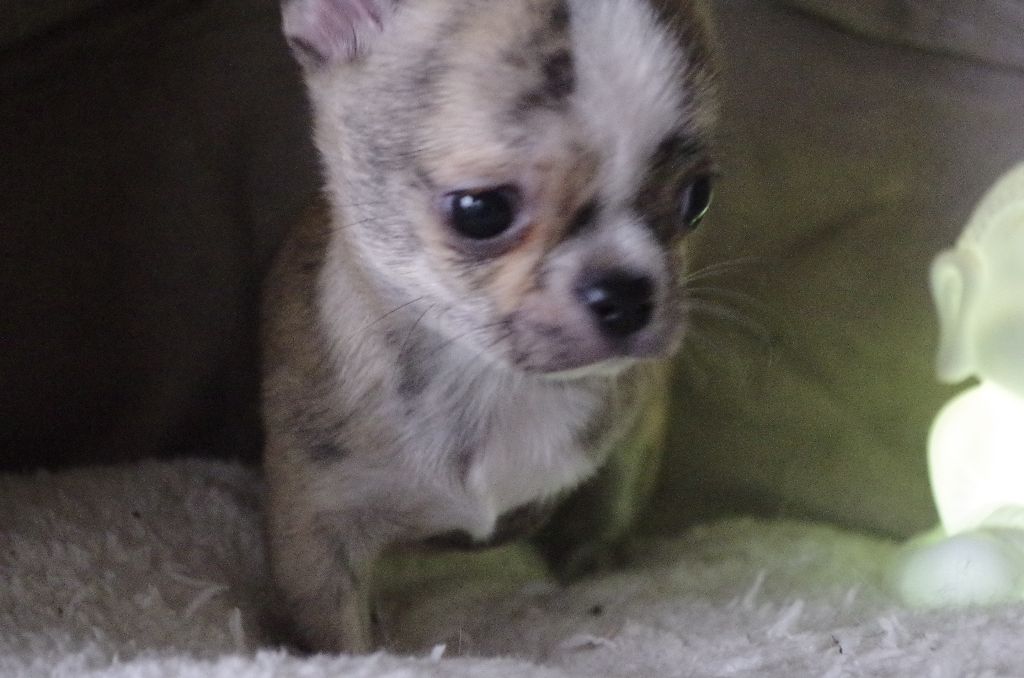 Des P'tits Bouts D'Entrain - Chiot disponible  - Chihuahua