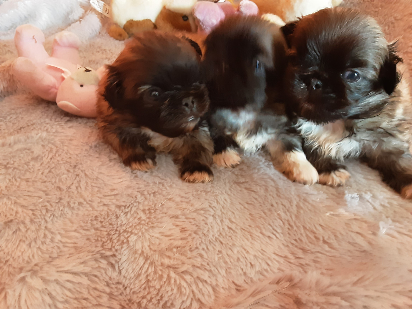 Chiot Pekinois Des P'tits Bouts D'Entrain