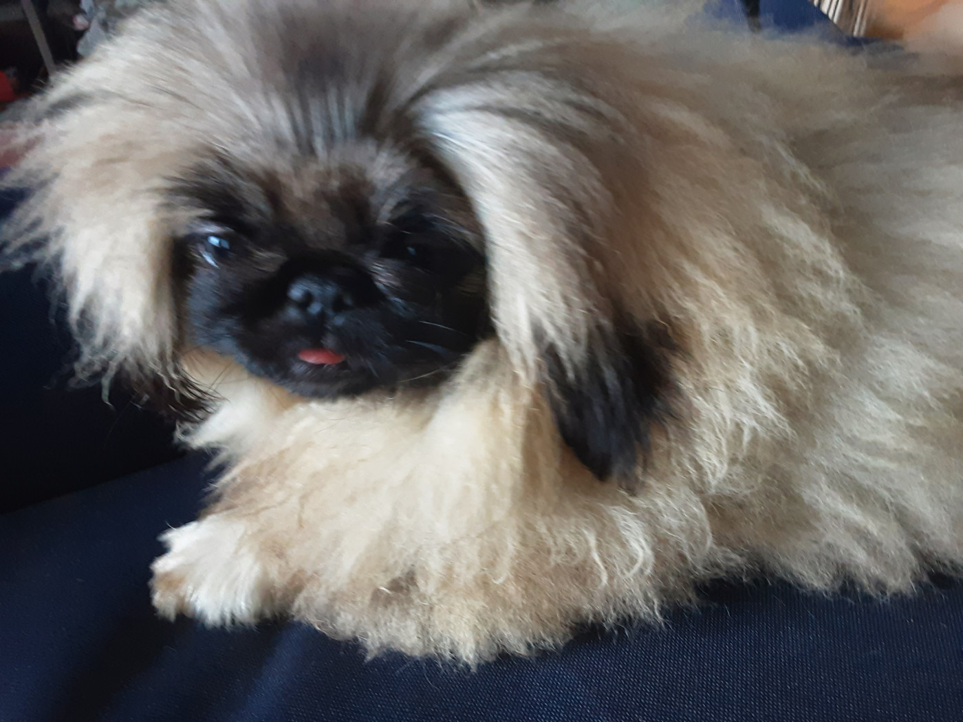 Des P'tits Bouts D'Entrain - Chiots disponibles - Pekinois