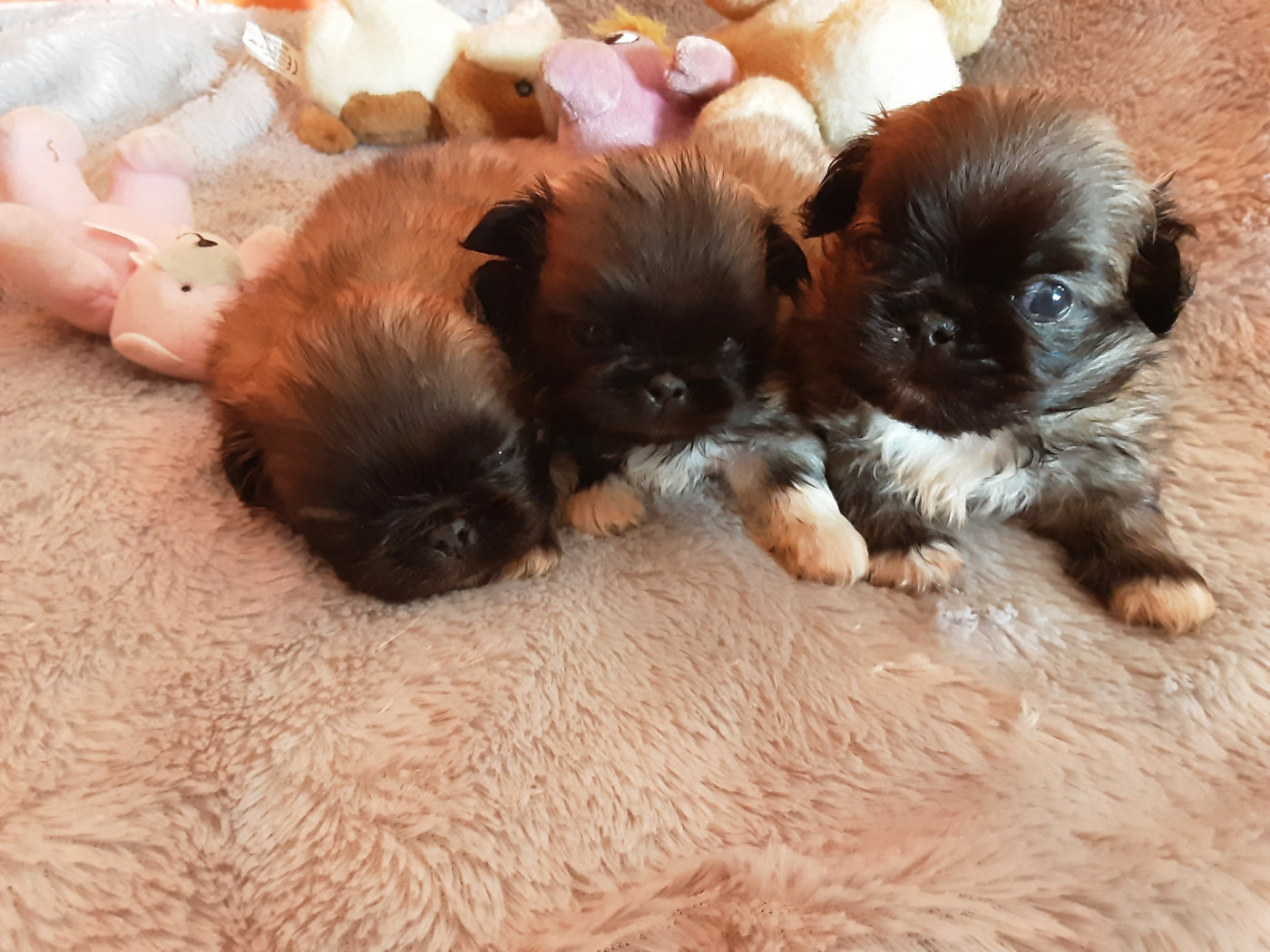 Chiot Pekinois Des P'tits Bouts D'Entrain