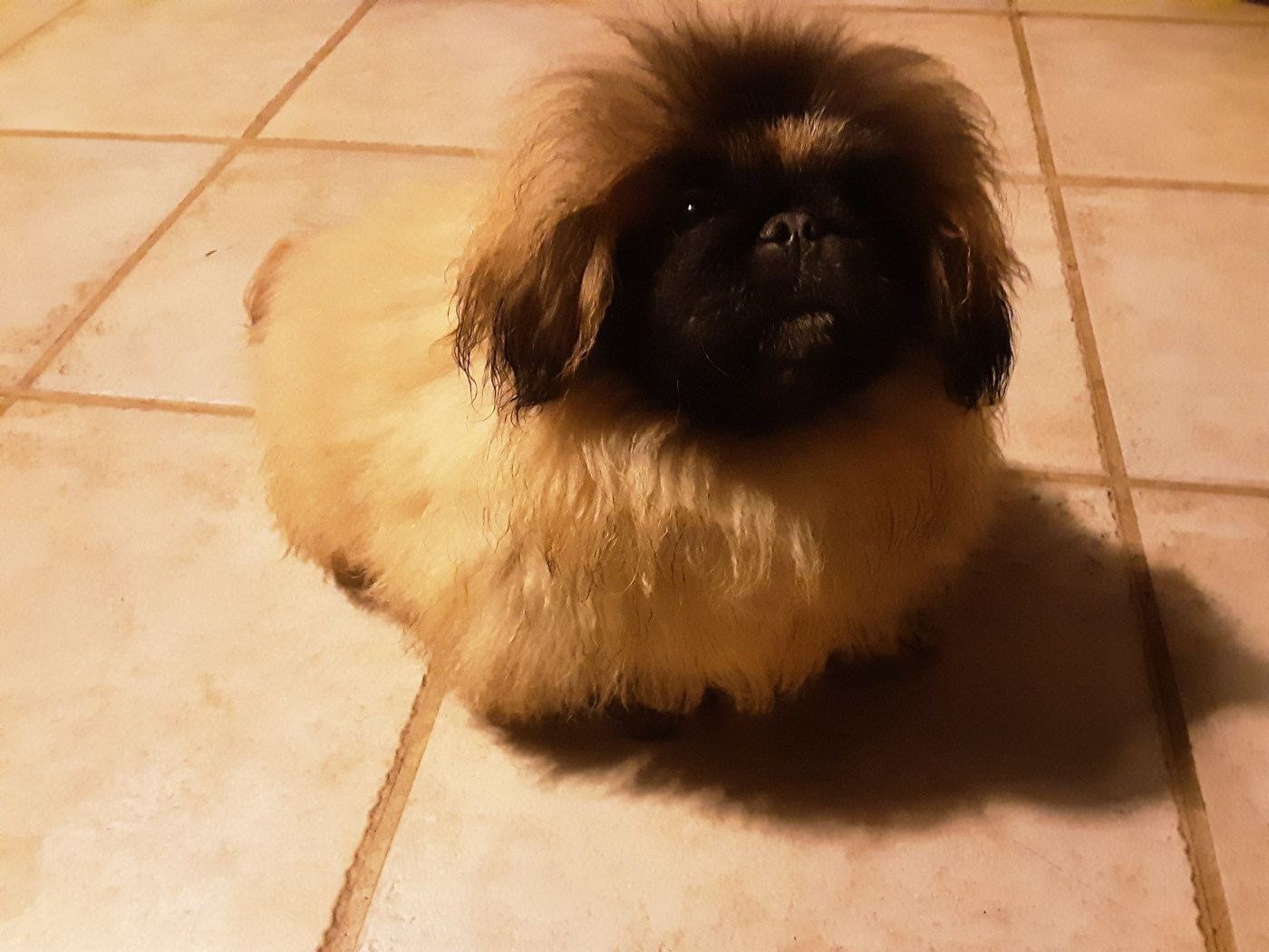 Des P'tits Bouts D'Entrain - Chiots disponibles - Pekinois