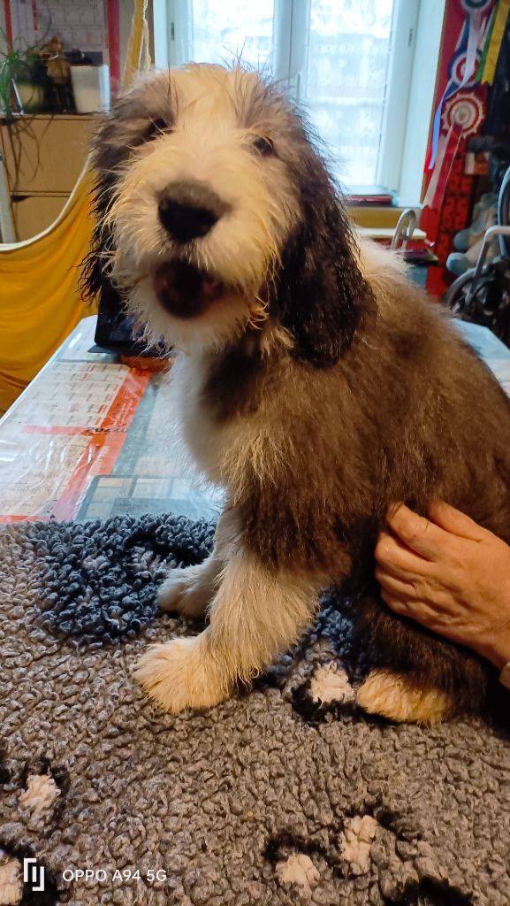 Des P'tits Bouts D'Entrain - Chiots disponibles - Bearded Collie