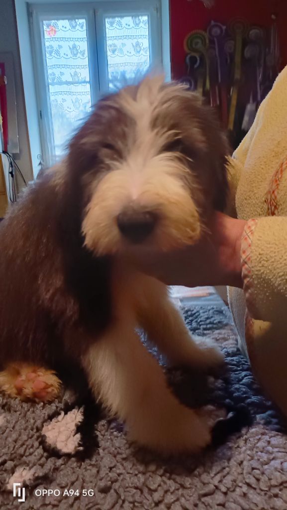 Des P'tits Bouts D'Entrain - Chiots disponibles - Bearded Collie