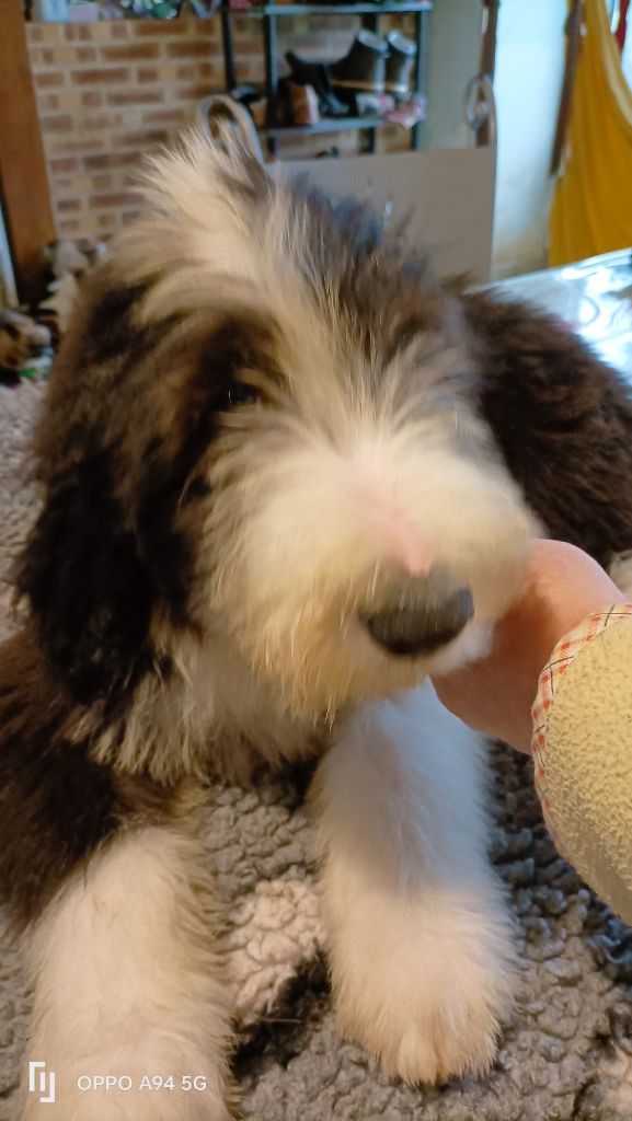 Des P'tits Bouts D'Entrain - Chiots disponibles - Bearded Collie